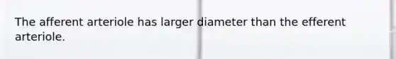 The afferent arteriole has larger diameter than the efferent arteriole.