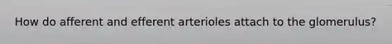 How do afferent and efferent arterioles attach to the glomerulus?