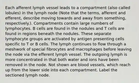 Each afferent lymph vessel leads to a compartment (also called lobules) in the lymph node (Note that the terms, afferent and efferent, describe moving towards and away from something, respectively.). Compartments contain large numbers of lymphocytes. B cells are found in the nodules and T cells are found in regions beneath the nodules. These separate lymphocyte groups are activated by antigen presenting cells specific to T or B cells. The lymph continues to flow through a meshwork of special fibrocytes and macrophages before leaving the node via the efferent lymph vessel. The outgoing lymph is more concentrated in that both water and ions have been removed in the node. Not shown are blood vessels, which reach up from the lower side into each compartment. Label the sectioned lymph node.