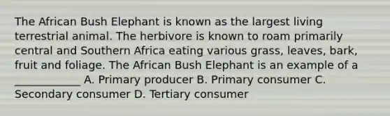 The African Bush Elephant is known as the largest living terrestrial animal. The herbivore is known to roam primarily central and Southern Africa eating various grass, leaves, bark, fruit and foliage. The African Bush Elephant is an example of a ____________ A. Primary producer B. Primary consumer C. Secondary consumer D. Tertiary consumer