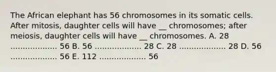 The African elephant has 56 chromosomes in its somatic cells. After mitosis, daughter cells will have __ chromosomes; after meiosis, daughter cells will have __ chromosomes. A. 28 ................... 56 B. 56 ................... 28 C. 28 ................... 28 D. 56 ................... 56 E. 112 ................... 56