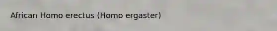 African Homo erectus (Homo ergaster)