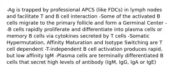 -Ag is trapped by professional APCS (like FDCs) in lymph nodes and facilitate T and B cell interaction -Some of the activated B cells migrate to the primary follicle and form a Germinal Center --B cells rapidly proliferate and differentiate into plasma cells or memory B cells via cytokines secreted by T cells -Somatic Hypermutation, Affinity Maturation and Isotype Switching are T cell dependent -T-independent B cell activation produces rapid, but low affinity IgM -Plasma cells are terminally differentiated B cells that secret high levels of antibody (IgM, IgG, IgA or IgE)