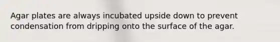 Agar plates are always incubated upside down to prevent condensation from dripping onto the surface of the agar.