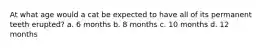 At what age would a cat be expected to have all of its permanent teeth erupted? a. 6 months b. 8 months c. 10 months d. 12 months