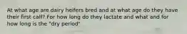 At what age are dairy heifers bred and at what age do they have their first calf? For how long do they lactate and what and for how long is the "dry period"