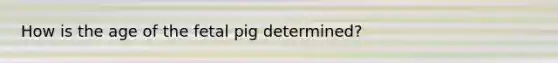 How is the age of the fetal pig determined?