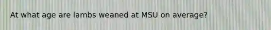 At what age are lambs weaned at MSU on average?