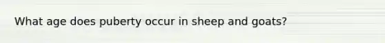 What age does puberty occur in sheep and goats?