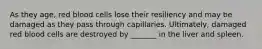 As they age, red blood cells lose their resiliency and may be damaged as they pass through capillaries. Ultimately, damaged red blood cells are destroyed by _______ in the liver and spleen.