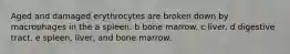 Aged and damaged erythrocytes are broken down by macrophages in the a spleen. b bone marrow. c liver. d digestive tract. e spleen, liver, and bone marrow.