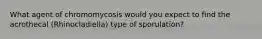 What agent of chromomycosis would you expect to find the acrothecal (Rhinocladiella) type of sporulation?