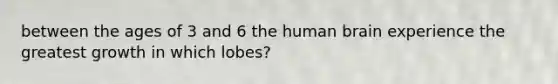 between the ages of 3 and 6 the human brain experience the greatest growth in which lobes?