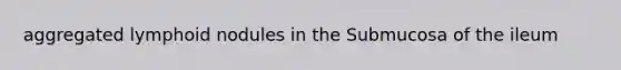 aggregated lymphoid nodules in the Submucosa of the ileum
