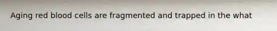 Aging red blood cells are fragmented and trapped in the what