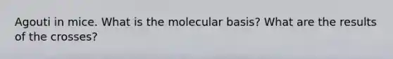 Agouti in mice. What is the molecular basis? What are the results of the crosses?