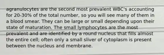 agranulocytes are the second most prevalent WBC's accounting for 20-30% of the total number, so you will see many of them in a blood smear. They can be large or small depending upon their state of maturation. The small lymphocytes are the most prevalent and are identified by a round nucleus that fills almost the entire cell; often only a small sliver of cytoplasm is present between the nucleus and membrane.