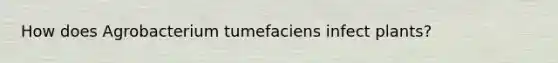 How does Agrobacterium tumefaciens infect plants?