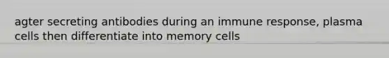 agter secreting antibodies during an immune response, plasma cells then differentiate into memory cells