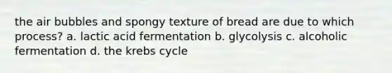 the air bubbles and spongy texture of bread are due to which process? a. lactic acid fermentation b. glycolysis c. alcoholic fermentation d. the krebs cycle