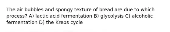 The air bubbles and spongy texture of bread are due to which process? A) lactic acid fermentation B) glycolysis C) alcoholic fermentation D) the Krebs cycle