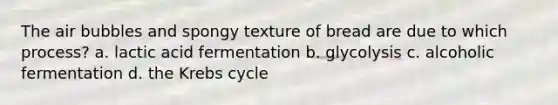 The air bubbles and spongy texture of bread are due to which process? a. lactic acid fermentation b. glycolysis c. alcoholic fermentation d. the Krebs cycle