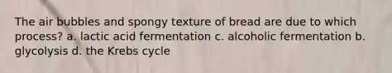 The air bubbles and spongy texture of bread are due to which process? a. lactic acid fermentation c. alcoholic fermentation b. glycolysis d. the Krebs cycle