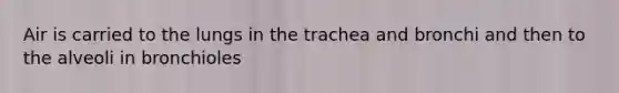 Air is carried to the lungs in the trachea and bronchi and then to the alveoli in bronchioles