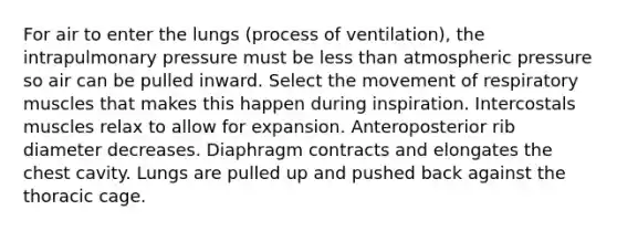 For air to enter the lungs (process of ventilation), the intrapulmonary pressure must be less than atmospheric pressure so air can be pulled inward. Select the movement of respiratory muscles that makes this happen during inspiration. Intercostals muscles relax to allow for expansion. Anteroposterior rib diameter decreases. Diaphragm contracts and elongates the chest cavity. Lungs are pulled up and pushed back against the thoracic cage.