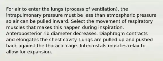 For air to enter the lungs (process of ventilation), the intrapulmonary pressure must be less than atmospheric pressure so air can be pulled inward. Select the movement of respiratory muscles that makes this happen during inspiration. Anteroposterior rib diameter decreases. Diaphragm contracts and elongates the chest cavity. Lungs are pulled up and pushed back against the thoracic cage. Intercostals muscles relax to allow for expansion.