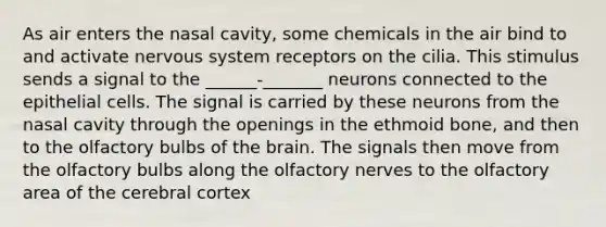 As air enters the nasal cavity, some chemicals in the air bind to and activate <a href='https://www.questionai.com/knowledge/kThdVqrsqy-nervous-system' class='anchor-knowledge'>nervous system</a> receptors on the cilia. This stimulus sends a signal to the ______-_______ neurons connected to the epithelial cells. The signal is carried by these neurons from the nasal cavity through the openings in the ethmoid bone, and then to the olfactory bulbs of <a href='https://www.questionai.com/knowledge/kLMtJeqKp6-the-brain' class='anchor-knowledge'>the brain</a>. The signals then move from the olfactory bulbs along the olfactory nerves to the olfactory area of the cerebral cortex