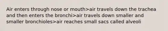 Air enters through nose or mouth>air travels down the trachea and then enters the bronchi>air travels down smaller and smaller bronchioles>air reaches small sacs called alveoli