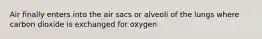 Air finally enters into the air sacs or alveoli of the lungs where carbon dioxide is exchanged for oxygen