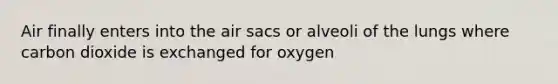 Air finally enters into the air sacs or alveoli of the lungs where carbon dioxide is exchanged for oxygen