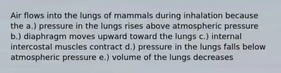 Air flows into the lungs of mammals during inhalation because the a.) pressure in the lungs rises above atmospheric pressure b.) diaphragm moves upward toward the lungs c.) internal intercostal muscles contract d.) pressure in the lungs falls below atmospheric pressure e.) volume of the lungs decreases