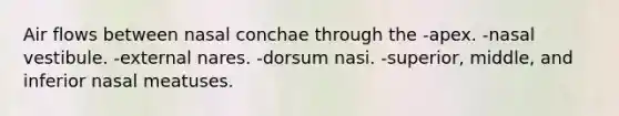 Air flows between nasal conchae through the -apex. -nasal vestibule. -external nares. -dorsum nasi. -superior, middle, and inferior nasal meatuses.