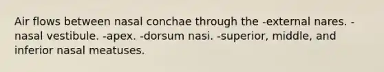 Air flows between nasal conchae through the -external nares. -nasal vestibule. -apex. -dorsum nasi. -superior, middle, and inferior nasal meatuses.