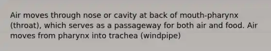 Air moves through nose or cavity at back of mouth-pharynx (throat), which serves as a passageway for both air and food. Air moves from pharynx into trachea (windpipe)