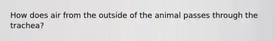 How does air from the outside of the animal passes through the trachea?