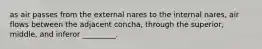 as air passes from the external nares to the internal nares, air flows between the adjacent concha, through the superior, middle, and inferor _________.