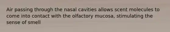 Air passing through the nasal cavities allows scent molecules to come into contact with the olfactory mucosa, stimulating the sense of smell