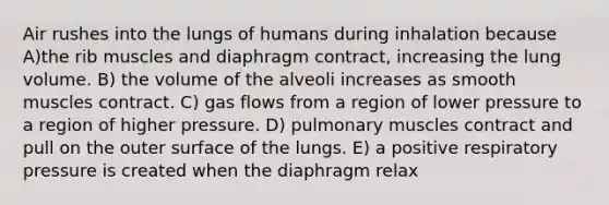 Air rushes into the lungs of humans during inhalation because A)the rib muscles and diaphragm contract, increasing the lung volume. B) the volume of the alveoli increases as smooth muscles contract. C) gas flows from a region of lower pressure to a region of higher pressure. D) pulmonary muscles contract and pull on the outer surface of the lungs. E) a positive respiratory pressure is created when the diaphragm relax