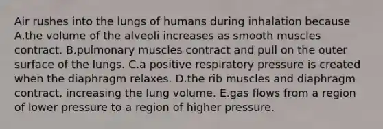 Air rushes into the lungs of humans during inhalation because A.the volume of the alveoli increases as smooth muscles contract. B.pulmonary muscles contract and pull on the outer surface of the lungs. C.a positive respiratory pressure is created when the diaphragm relaxes. D.the rib muscles and diaphragm contract, increasing the lung volume. E.gas flows from a region of lower pressure to a region of higher pressure.