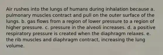 Air rushes into the lungs of humans during inhalation because a. pulmonary muscles contract and pull on the outer surface of the lungs. b. gas flows from a region of lower pressure to a region of higher pressure. c. pressure in the alveoli increases. d. a positive respiratory pressure is created when the diaphragm relaxes. e. the rib muscles and diaphragm contract, increasing the lung volume.