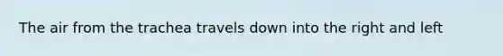 The air from the trachea travels down into the right and left