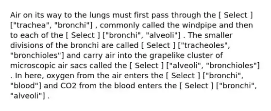 Air on its way to the lungs must first pass through the [ Select ] ["trachea", "bronchi"] , commonly called the windpipe and then to each of the [ Select ] ["bronchi", "alveoli"] . The smaller divisions of the bronchi are called [ Select ] ["tracheoles", "bronchioles"] and carry air into the grapelike cluster of microscopic air sacs called the [ Select ] ["alveoli", "bronchioles"] . In here, oxygen from the air enters the [ Select ] ["bronchi", "blood"] and CO2 from the blood enters the [ Select ] ["bronchi", "alveoli"] .