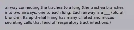 airway connecting the trachea to a lung (the trachea branches into two airways, one to each lung. Each airway is a ___ (plural, bronchi). Its epithelial lining has many ciliated and mucus-secreting cells that fend off respiratory tract infections.)