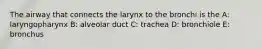 The airway that connects the larynx to the bronchi is the A: laryngopharynx B: alveolar duct C: trachea D: bronchiole E: bronchus