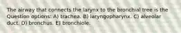 The airway that connects the larynx to the bronchial tree is the Question options: A) trachea. B) laryngopharynx. C) alveolar duct. D) bronchus. E) bronchiole.