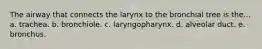 The airway that connects the larynx to the bronchial tree is the... a. trachea. b. bronchiole. c. laryngopharynx. d. alveolar duct. e. bronchus.